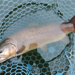 2/28　ウグイスの初鳴きを観測 ～岡崎トラウトポンド～　Lesson 14